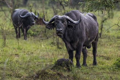 Rwanda, Parc national de l'Akagera, buffle noir des savanes (Syncerus caffer) sous la pluie