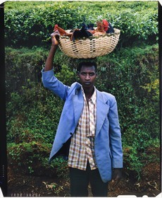 Burundi, province de Bujumbura, région d'Ijenda, jeune homme Tutsi en chemin pour vendre poules et coqs au marché (reproduction plan-film inversible 4x5)