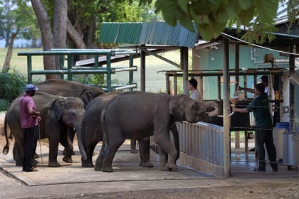 Sri Lanka, Sabaragamuwa Province, Udawalawe National Park, Udawalawe Elephant Transit Home, young orphans Asian elephants (Elephas maximus) being fed milk by their keepers