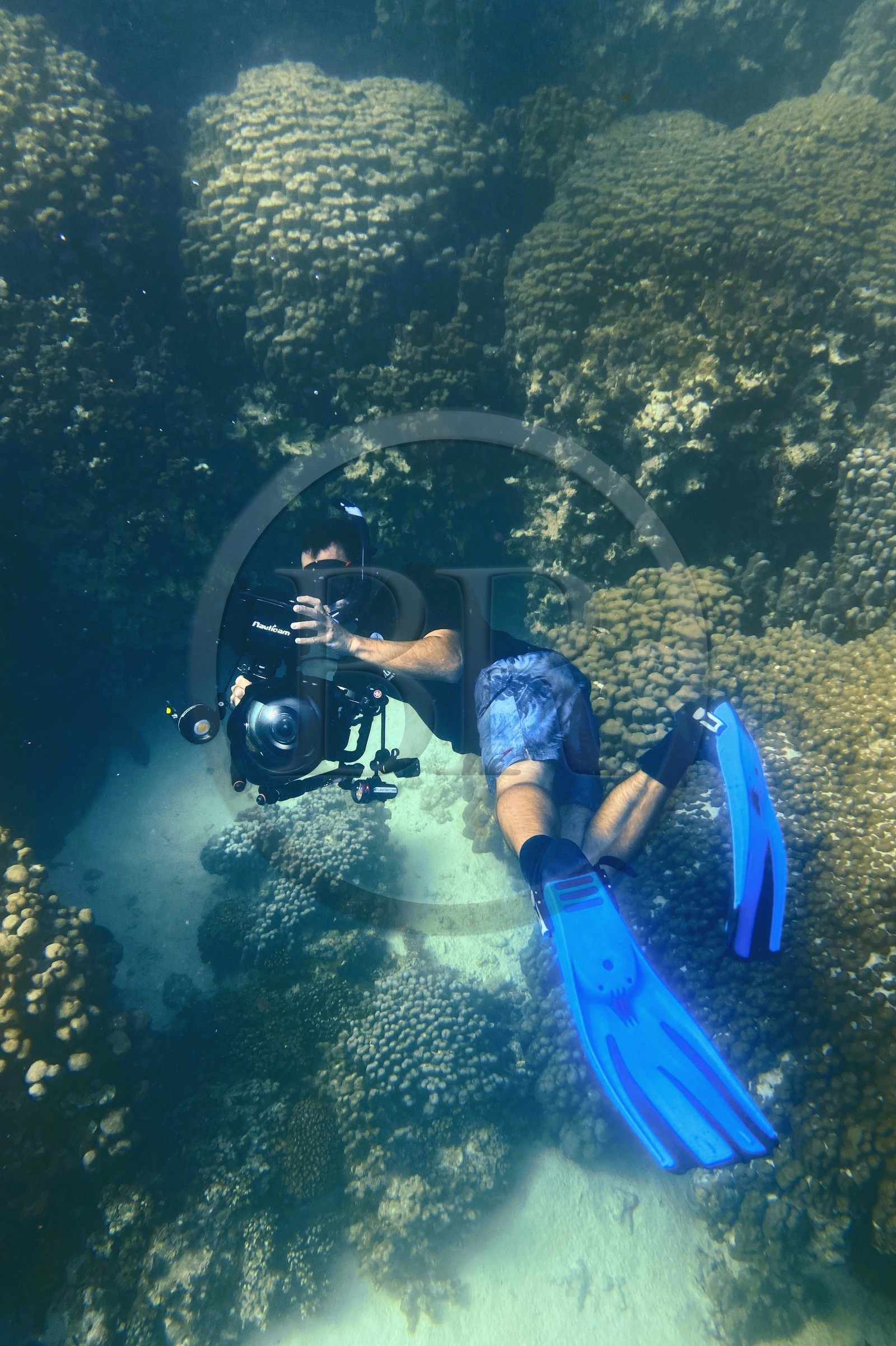 Sultanat d'Oman, gouvernorat de Mascate, réserve naturelle des Iles Daymaniyat, le plongeur photographe et réalisateur de films Darryl MacDonald dans le récif corallien