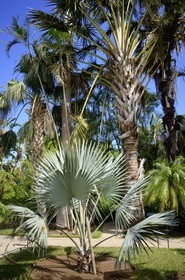 France, Ile de la Reunion, côte ouest, Saint-Gilles-Les-Bains (commune de Saint-Paul), le Jardin d'Eden, jardin botanique