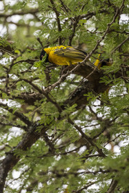 Rwanda, Parc national de l'Akagera, tisserin gendarme (Ploceus cucullatus)