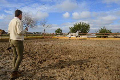 Spain, Andalusia, Seville Province, Utrera, the Ayala stud farm (Yeguada Ayala), training of an Andalusian horse also known as the Pure Spanish Horse or PRE (Pura Raza Espanola)