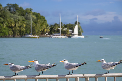 France, French Guiana, Kourou, Salvation Islands (Iles du Salut), Royal Island, royal tern (Thalasseus maximus)