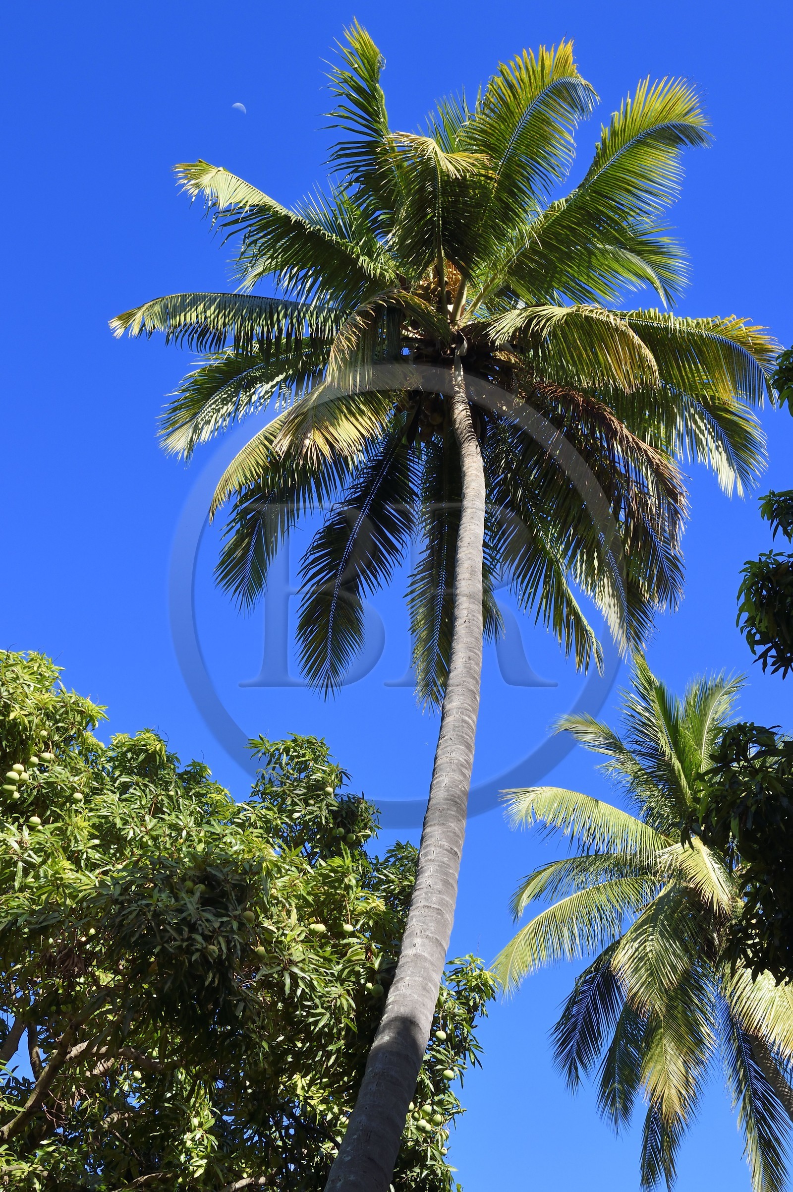 France, Ile de la Reunion, Saint-Paul, verger de mangue Laperrière au Tour-des-Roches, manguier bicentenaire avoisinant un cocotier