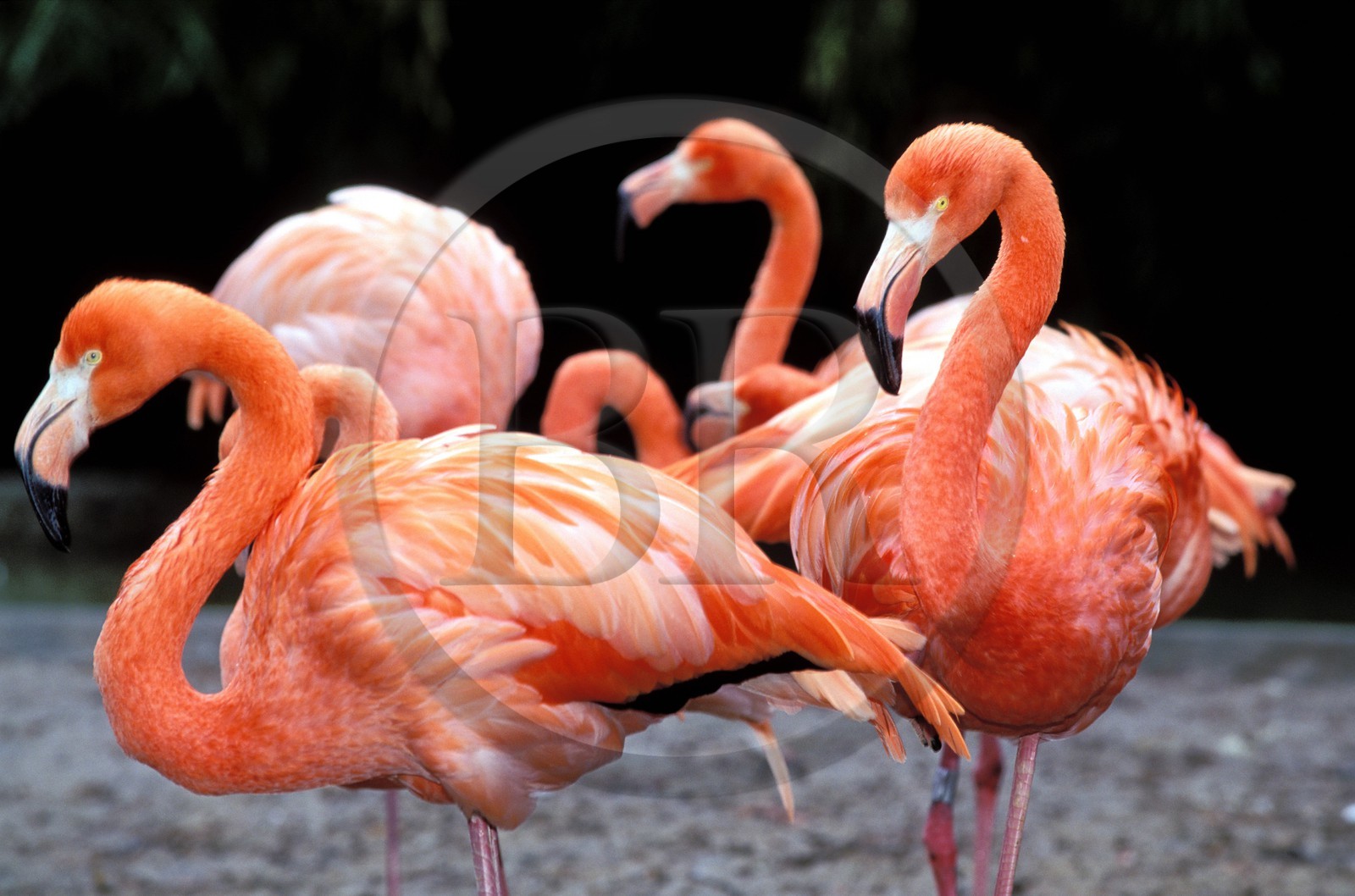 France, Haut-Rhin (68), Mulhouse, parc zoologique et botanique, flamants roses