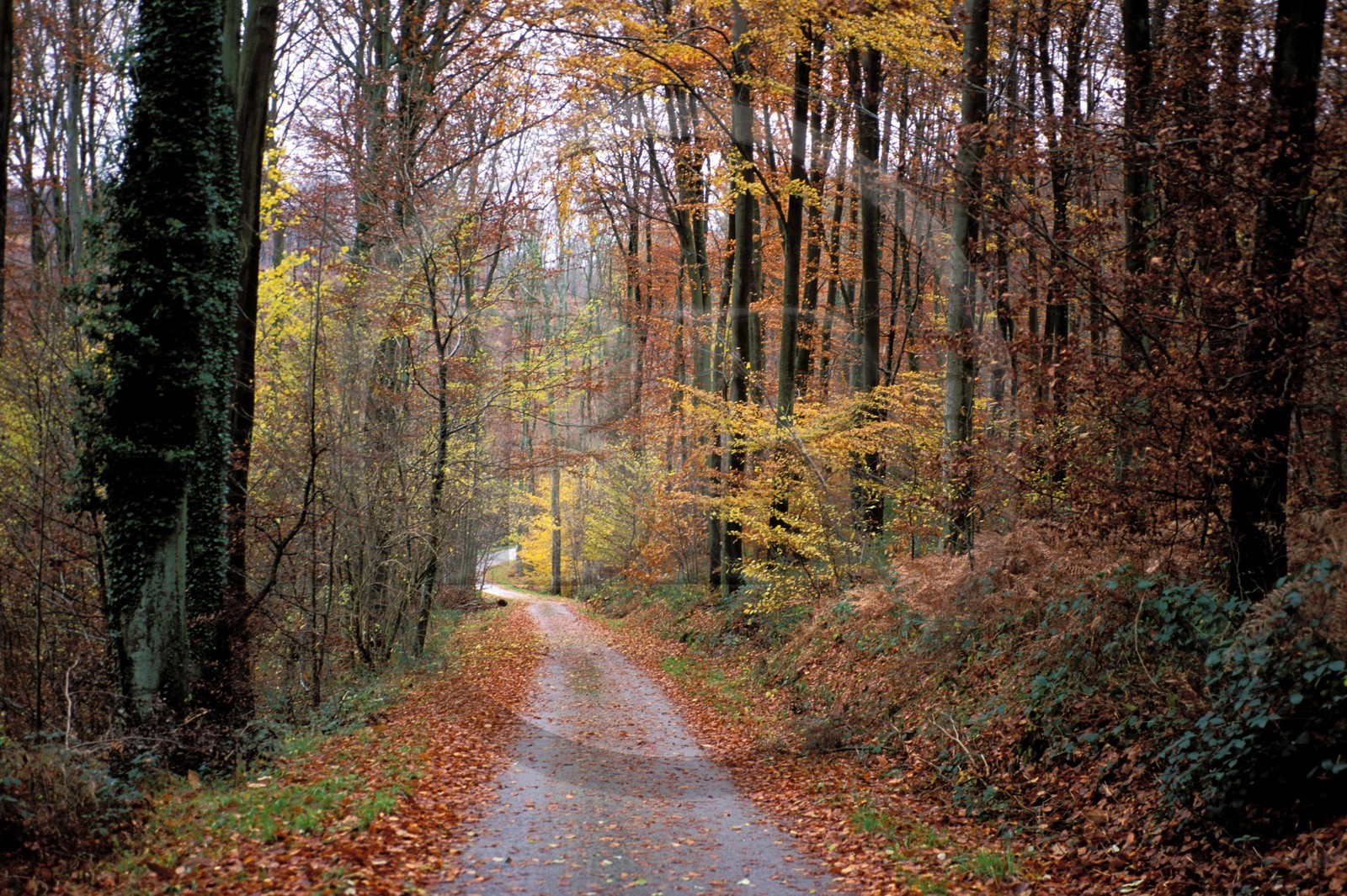 France, Eure (27), forêt de Lyons à l' automne