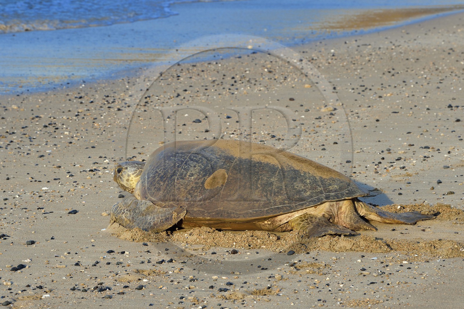 France, Mayotte island (French overseas department), Grande-Terre, Kani-Keli, N’Gouja beach, green sea turtle (Chelonia mydas) joining the sea after laying