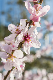 France, Gard, Nimes, Cherry flower