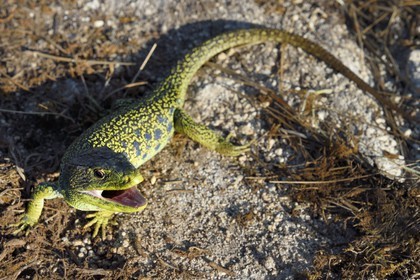 France, Dordogne (24), parc naturel régional Périgord Limousin, Périgord Vert, commune de La Rochebeaucourt-et-Argentine, plateau d'Argentine, lézard ocellé (Timon lepidus)