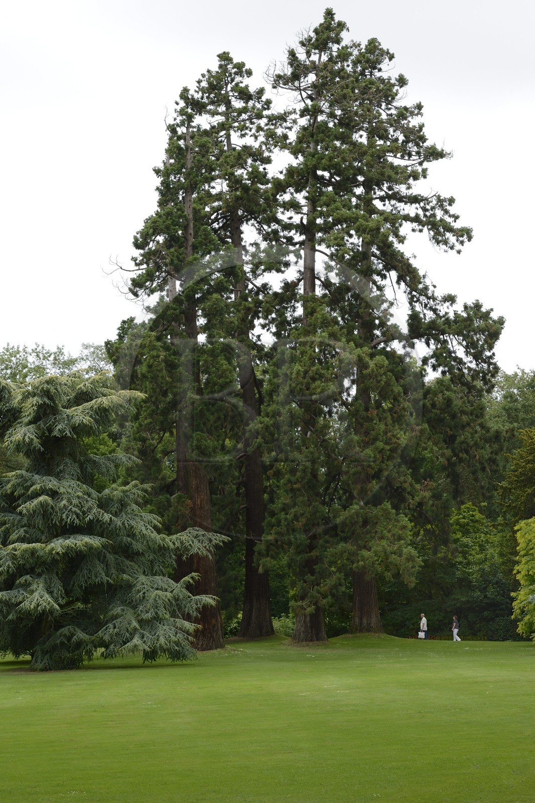 France, Ille-et-Vilaine, Rennes, Thabor Parc, redwood trees