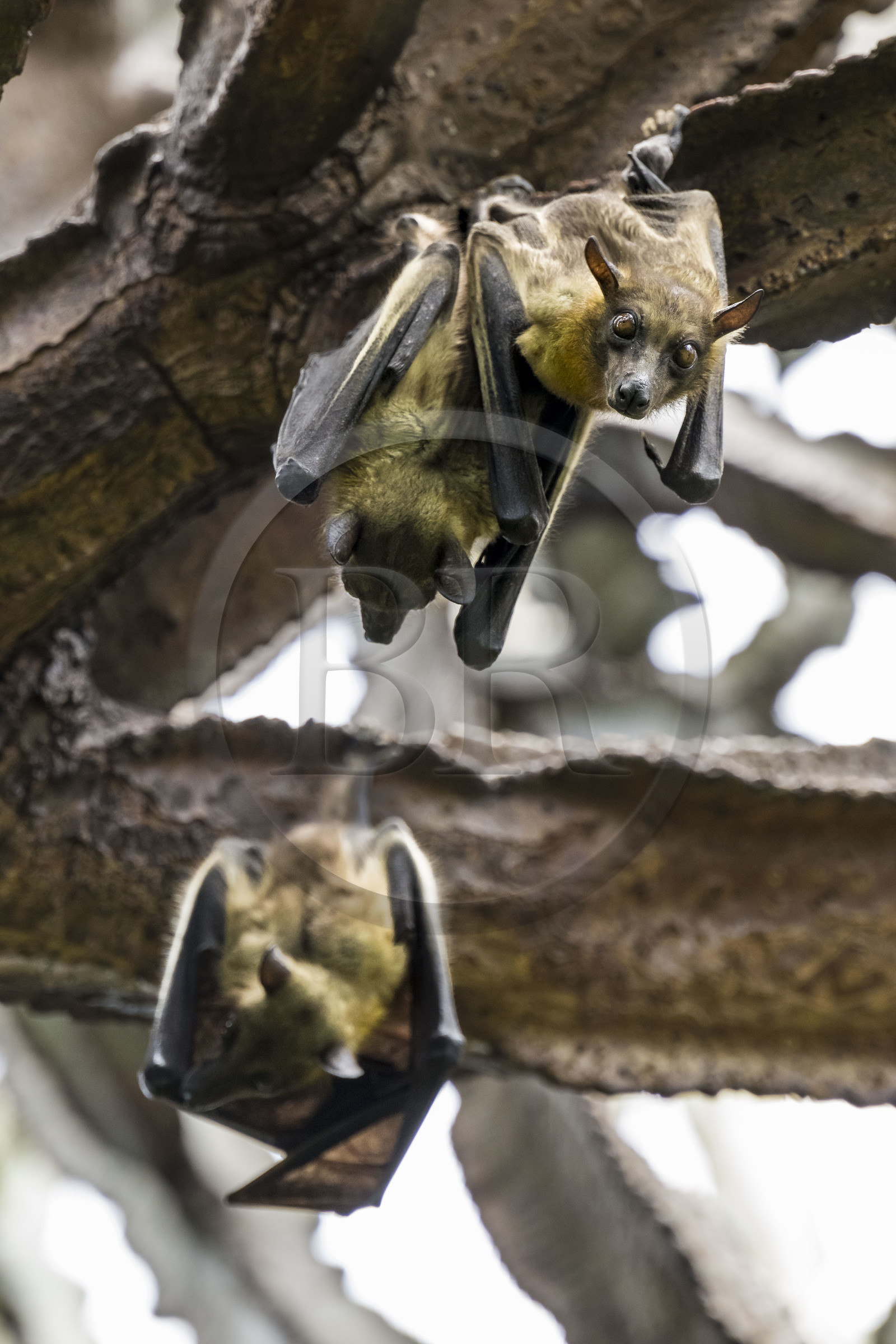 Rwanda, Province de l’Ouest, Karongi (anciennement nommée Kibuye), lac Kivu, Ile Napoléon ou Tembabagoyi, Roussette paillée africaine ou Roussette des palmiers africaine ou Roussette jaune (Eidolon helvum) dans un Euphorbe candélabre