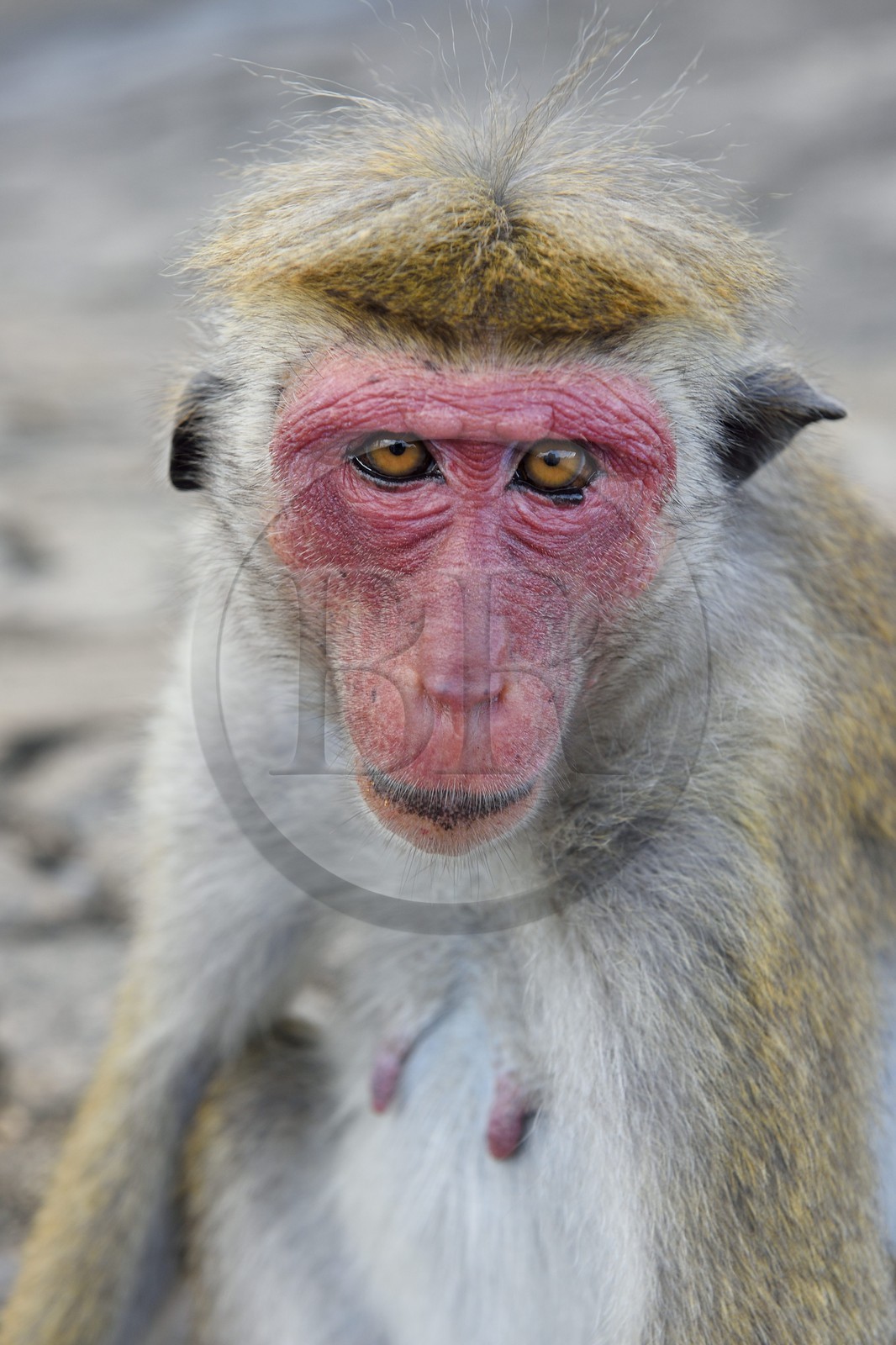 Sri Lanka, province centrale, district de Matale, Sigiriya, Toque macaque (Macaca sinica) Sri Lanka, province centrale, district de Matale, Sigiriya, Toque macaque (Macaca sinica)