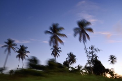 Caraïbes, Ile de la Dominique, Portsmouth, l'estuaire de l'Indian River, cocotiers