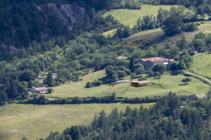 France, Drome, regional natural park of Baronnies provencales, Rémuzat, Saint-Laurent plateau, flight of a griffon vulture (Gyps fulvus) over the Oule valley