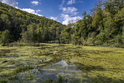 France, Côte-d'Or (21), Touillon, randonnée le long du ru (ruisseau) de Fontenay amenant à l'abbaye de Fontenay, l'étang de la Roche en amont de l'abbaye