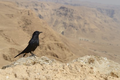 Israel, Negev Desert, Masada fortress, listed as World Heritage by UNESCO, Tristram's Starling (Onychognathus tristramii) bird is a species of starling native to Israel, Jordan, northeastern Egypt (Sinai Peninsula), western Saudi Arabia, Yemen, and Oman