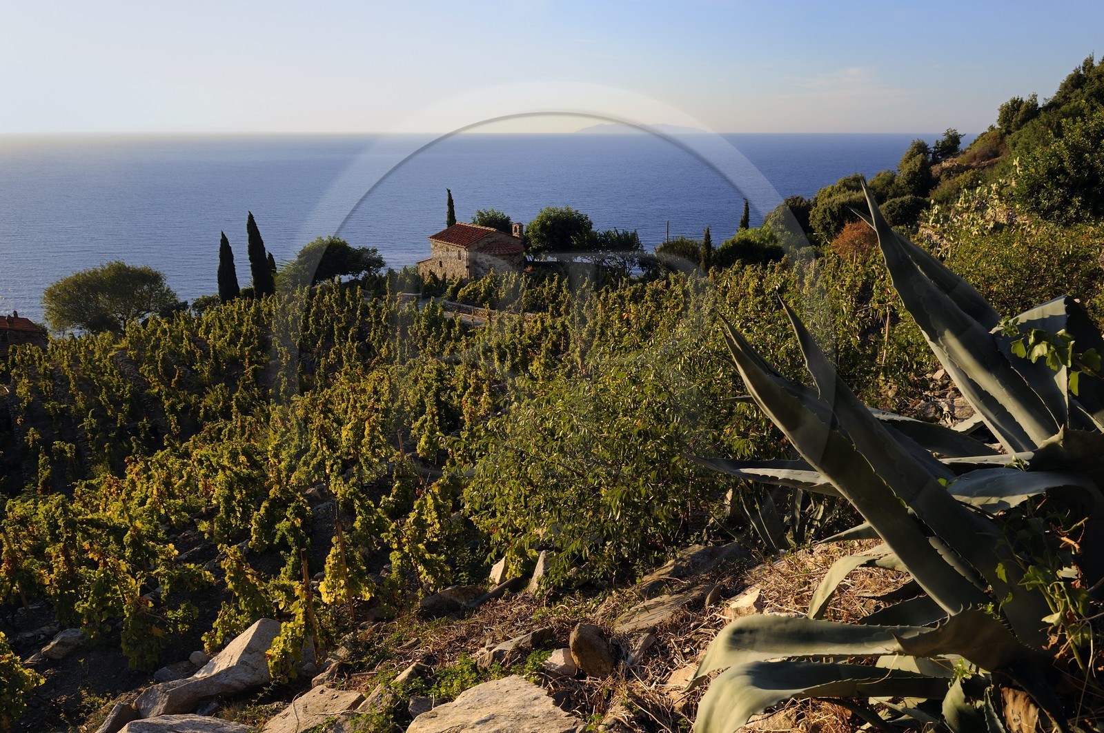Italy, Tuscany, Elba Island, small chapel and vineyard above the coast near Colle d'Orano