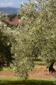 Spain, Andalusia, Jaén Province, olive groves south of Martos between Baena and Alcaudete
