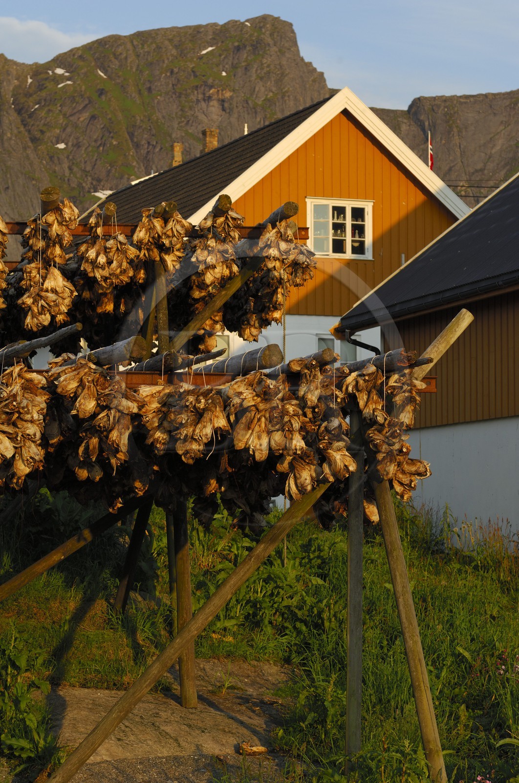 Norway, Nordland County, Lofoten Islands, Moskenes island , fisherman's house in Reine, heads of cod drying under the midnight sun