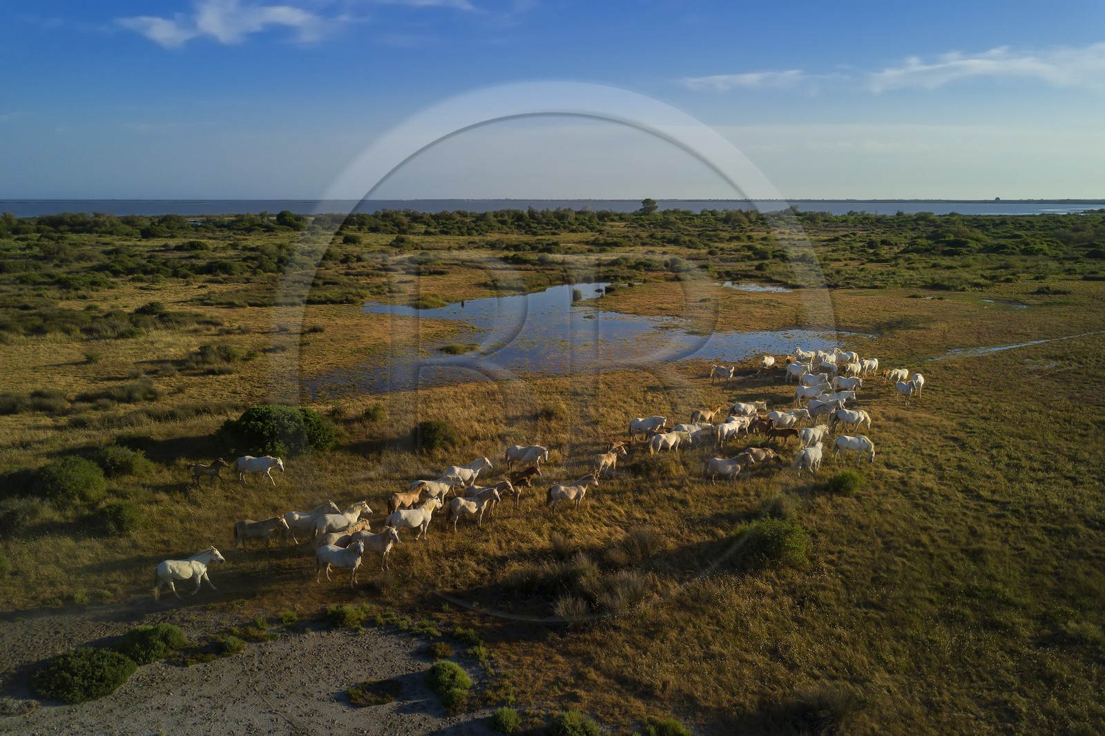 France, Bouches-du-Rhône (13), Parc naturel régional de Camargue, vers l'étang de Malagroy, manade Jacques Mailhan, chevaux de Camargue dans la sansouire (vue aérienne)