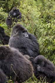 Rwanda, Province du Nord, Parc National des Volcans dans la chaine des Monts Virunga, mont Karisimbi, gorilles des montagnes (Gorilla beringei beringei), le dos argenté (silverback) nommé Impuzamahanga qui est le male dominant au centre