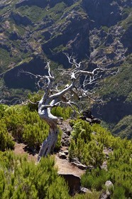 Portugal, Madeira Island, Vereda do Areeiro hike between Pico Ruivo (1862m) and Pico Arieiro (1817m), tree heath burnt in 2010