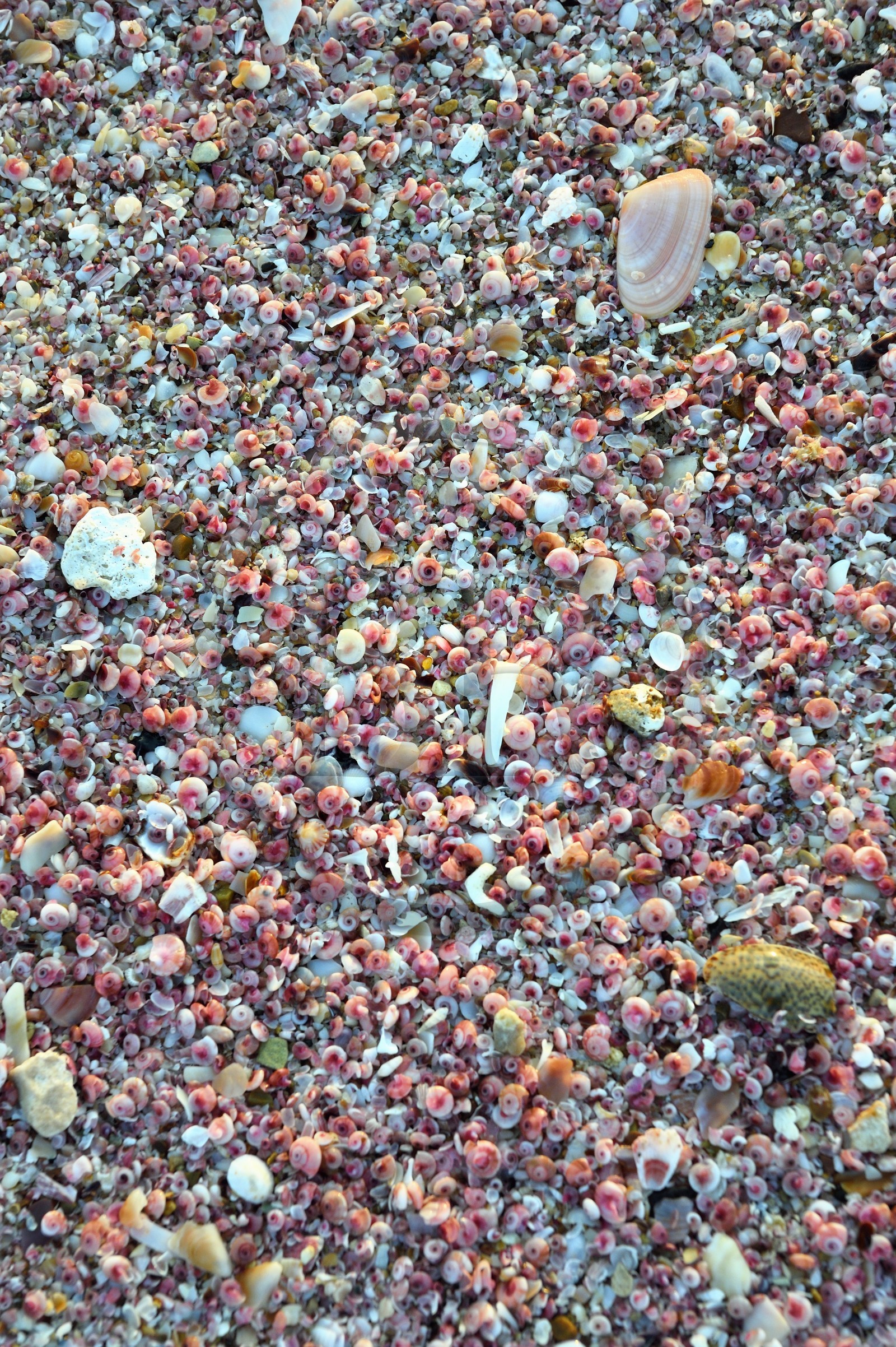 Sultanat d'Oman, gouvernorat de Ash Sharqiyah du Sud, Ras al Hadd, plage couverte de coquillages roses Sultanat d'Oman, gouvernorat de Ash Sharqiyah du Sud, Ras al Hadd, plage couverte de coquillages roses