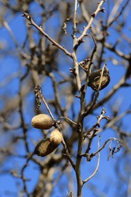 Spain, Andalusia, Jaén Province, almond tree