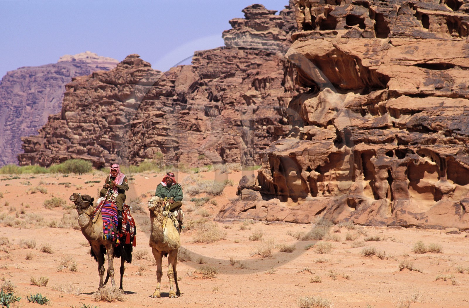 Jordanie, le Wadi Rum, patrouille du ìCamel Corp ou police du désert sur leurs dromadaires