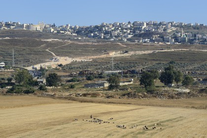 Israel, Northern District, Galilee, Nazareth, shepherd and his flock of sheep