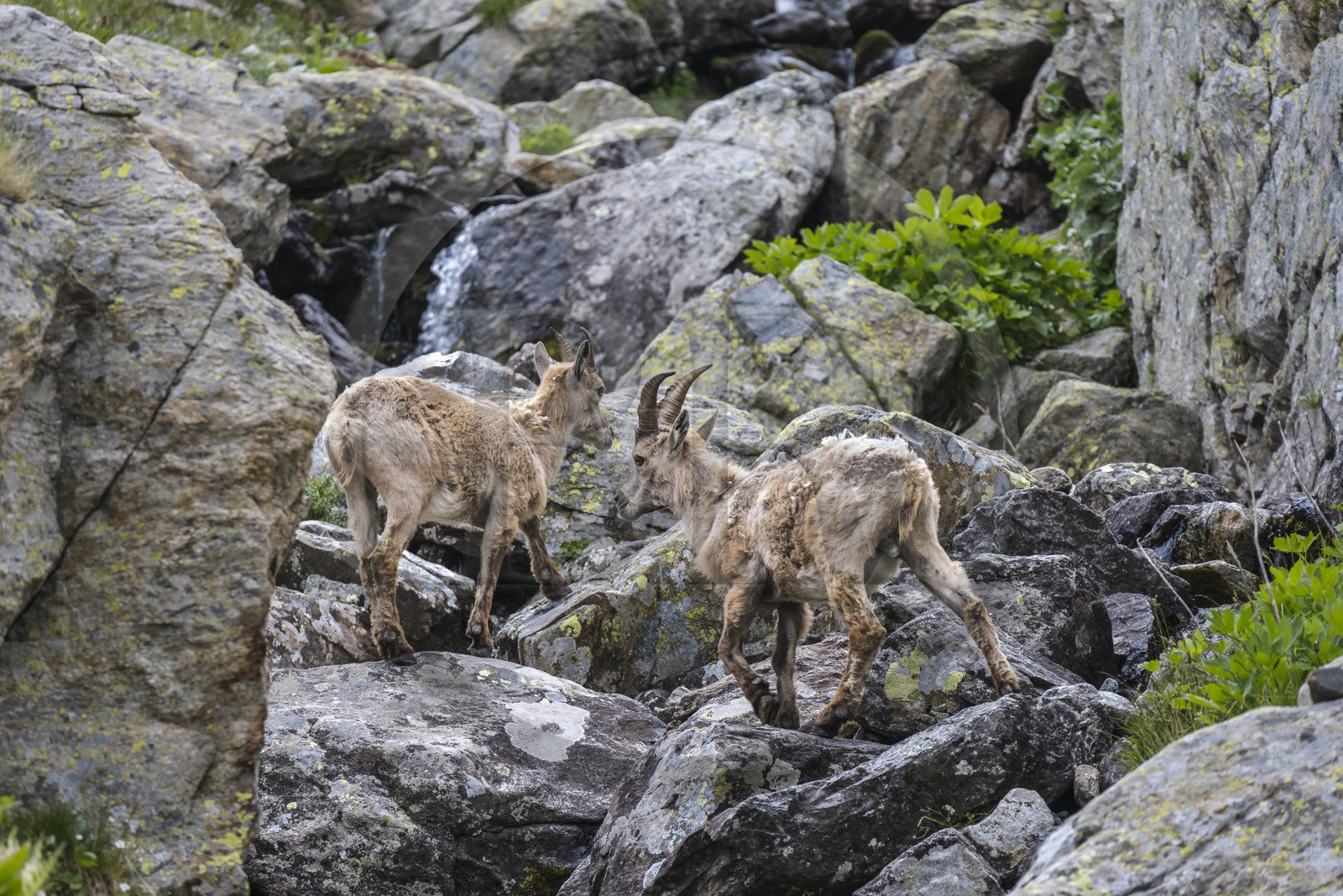 France, Alpes-Maritimes (06), parc national du Mercantour, Haute-Vésubie, Saint-Martin-Vésubie, Val du Haut Boréon, bouquetin des Alpes (Capra ibex) femelle appelée étagne vers le lac de Trécolpas