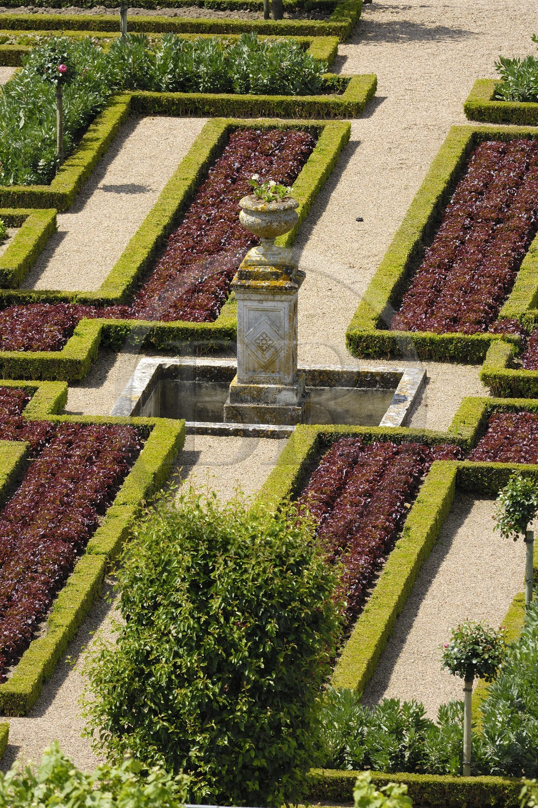 France, Indre-et-Loire (37), vallée de la Loire classée Patrimoine Mondial de l'UNESCO, les jardins à la française du château de Villandry, propriété d'Angélique et Henri Carvallo