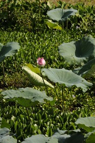 Vietnam, province de Ninh Binh, fleurs de lotus