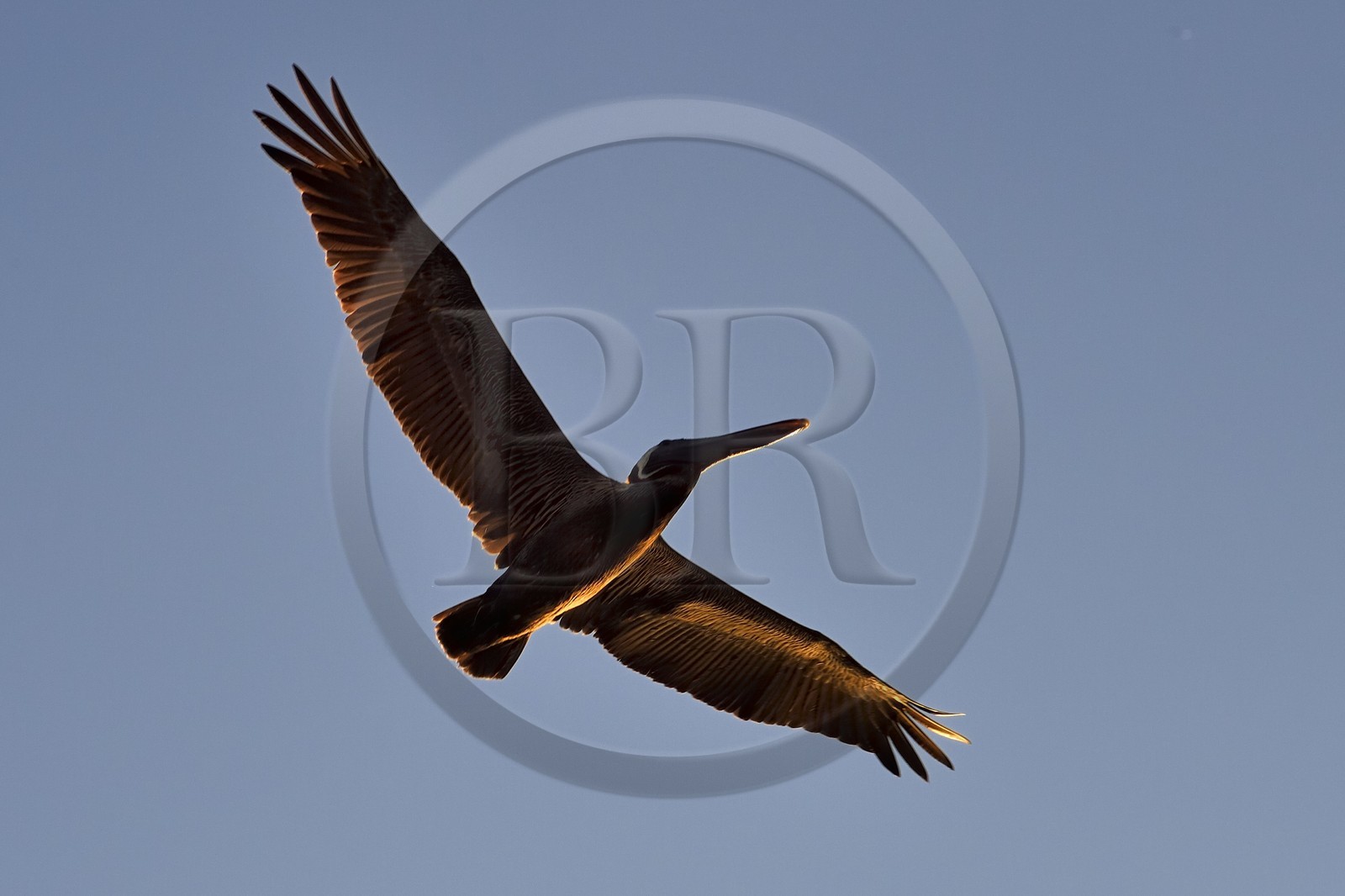 Caraïbes, Ile de la Dominique, Mero sur la côte Ouest, Pélican brun (Pelecanus occidentalis)