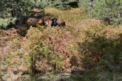France, Corse du Sud, Alta Rocca, Bavella, cows in the corsican pine forest (Pinus laricio)