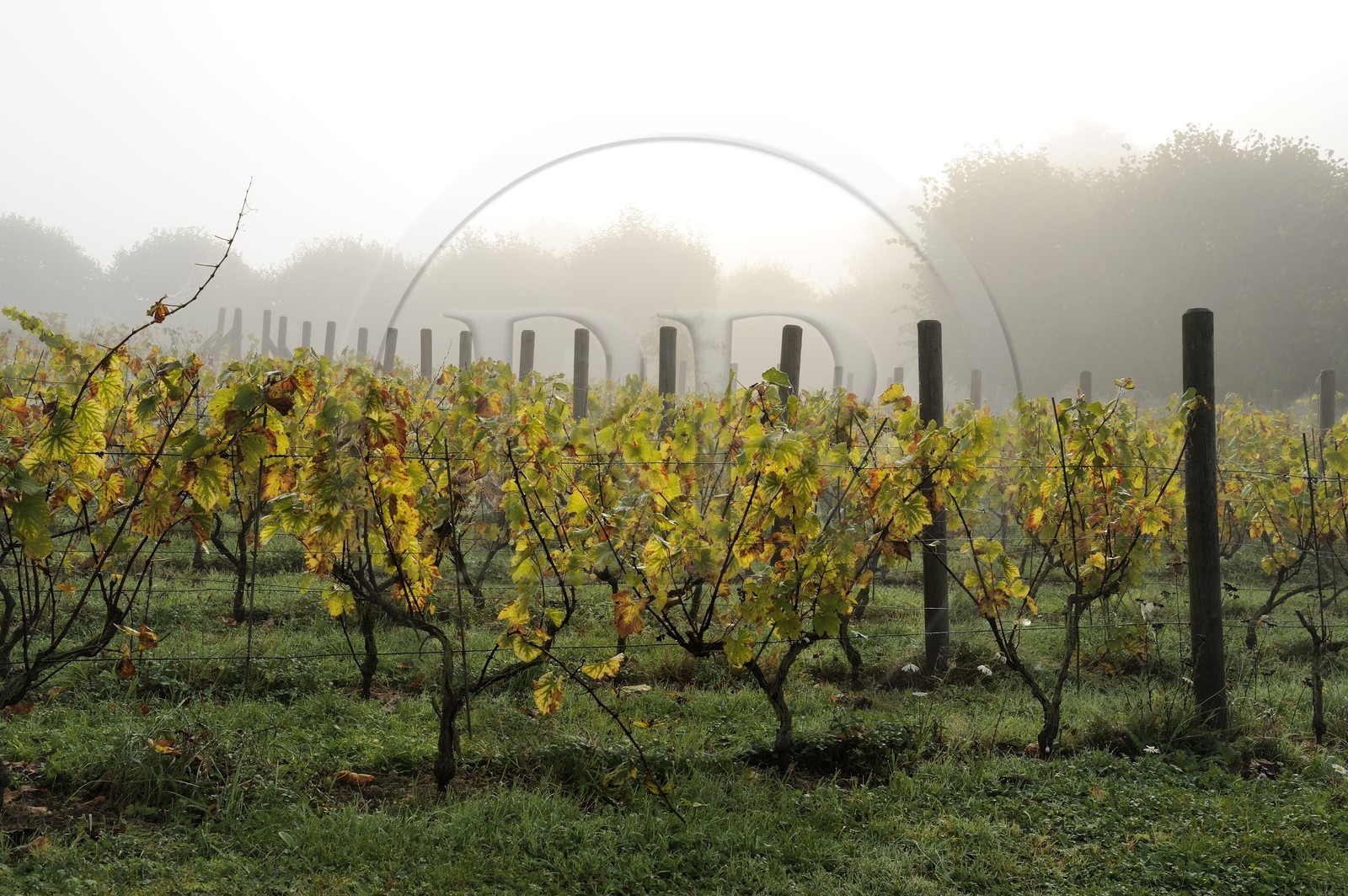 France, Seine-Maritime (76), Saint-Martin-de-Boscherville, Abbaye Saint-Georges de Boscherville du XIIe siècle, le vignoble