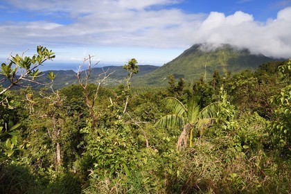 Caraïbes, Ile de la Dominique, Castle Bruce, Parc national du Morne Trois Pitons classé Patrimoine Mondial de l'UNESCO, le long du sentier traversant la forêt tropicale et menant à la la Vallée de la Désolation puis au Boiling Lake