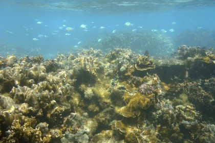 France, Ile de la Reunion, Côte Ouest, Saint-Gilles-Les-Bains (commune de Saint-Paul), le récif corallien du lagon de l'Ermitage et de La Saline-Les-Bains (vue sous-marine)