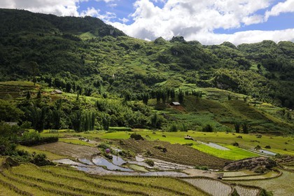 Vietnam, Lao Cai province, Sapa district, rice plantations in terraces by the Black Hmong minority group