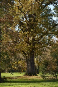 France, Yvelines (78), parc du château de Versailles, classé Patrimoine Mondial de l'UNESCO, grand chêne dans le parc
