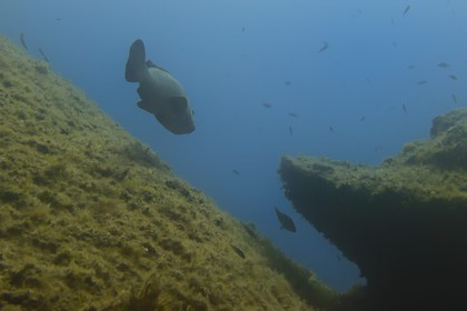 France, Var (83), Iles d'Hyères, parc national de Port Cros, Ile de Port-Cros, mérou vers l'Ilot de la Gabinière