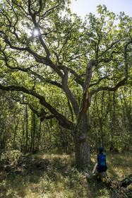 France, Var (83), Provence Verte, Bras, Académie du Bain de Forêt Provençale, forêt du domaine Le Peyrourier - une campagne en Provence
