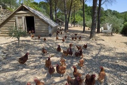 France, Var (83), Provence Verte, Correns, 1er village bio de France, le Poulailler de Lea, l'agricultrice bio Lea Brunet entourée de ses poules pondeuses