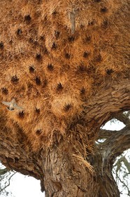 Namibie, région de Hardap, un grand nid d'oiseaux de Républicain Social dans un arbre d'acacia