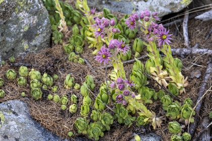 France, Alpes-Maritimes, Parc National du Mercantour (Mercantour national park), Haute Vesubie, Saint Martin Vesubie, Val du Haut Boréon, houseleek (Sempervivum tectorum)