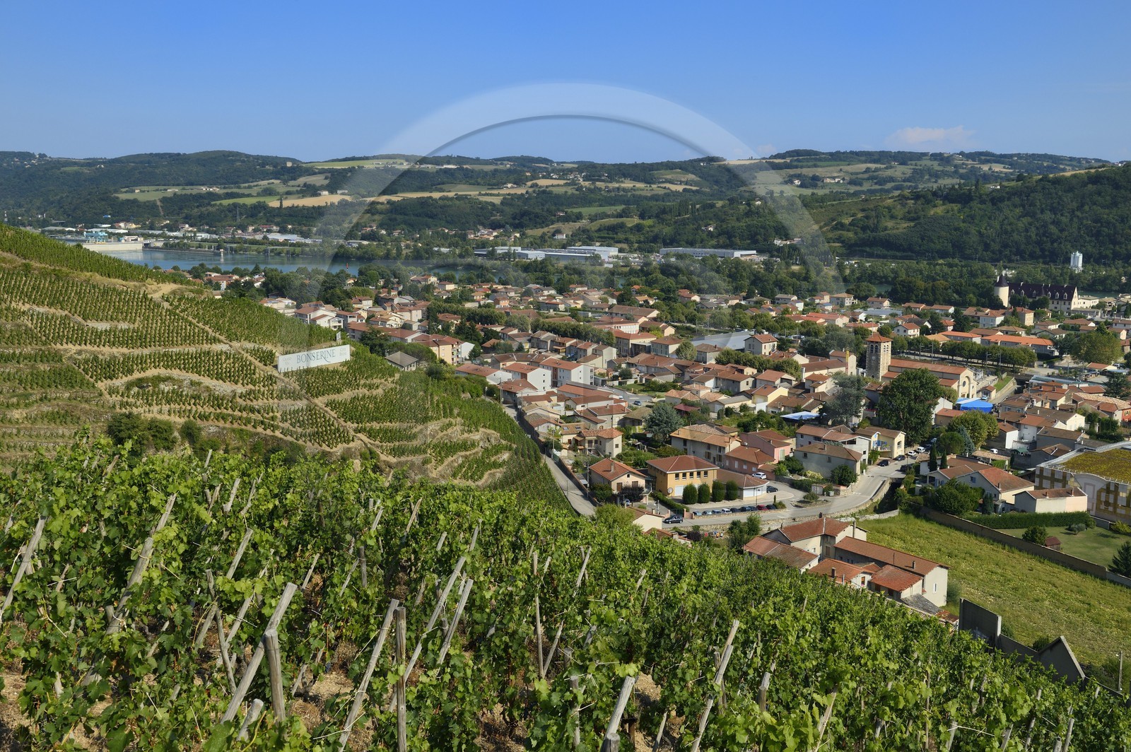 France, Rhône (69), Parc Naturel Régional du Pilat, le village d'Ampuis entre le vignoble AOC Côte Rôtie et le Rhône, vignes sur échalas