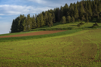France, Haute-Loire (43), Bouchet-Saint-Nicolas, hiking with a donkey on the Robert Louis Stevenson Trail (GR 70), Le Puy green lentil field