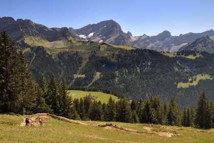 Switzerland, Canton of Vaud, Gryon, mountain bike trail