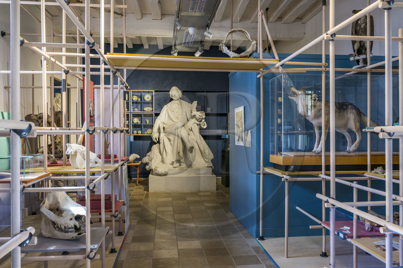 France, Côte-d'Or (21), Montbard, Musée Parc Buffon, statue de Buffon tronant au centre des vitrines montrant des espèces réelles et imaginaires dont un crane de licorne ou encore loup-garou empaillé